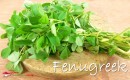 Fenugreek Singapore