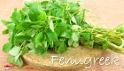 Fenugreek Singapore